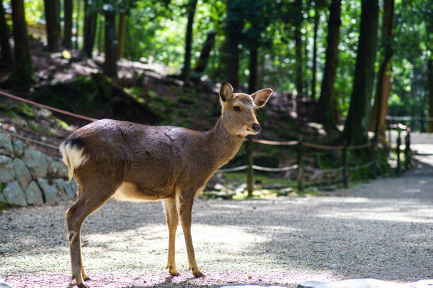 istock a deer standing in Nara park 1212975589