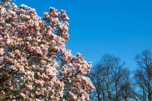 Gorgeous pink flowers of magnolia (Magnolia X soulangeana) offer themselves to a bright blue spring sky. In the background are bare trees still awaiting their spring leaves. Mitcham, Surrey, England.
