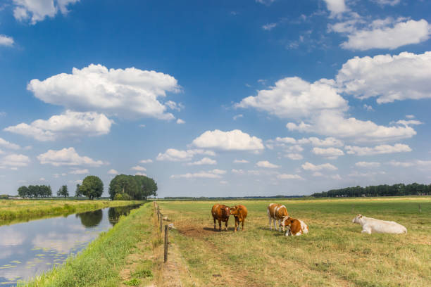 Cows in the meadow at the Dwingelerstroon river in Drenthe, Netherlands