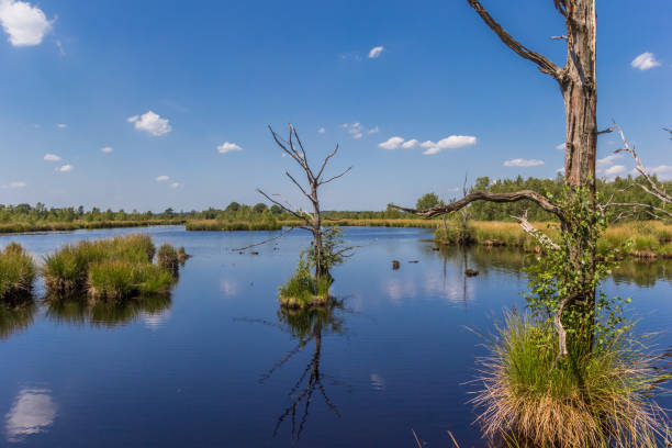 Dead trees in the moors of Dwingelderveld national park, Netherlands