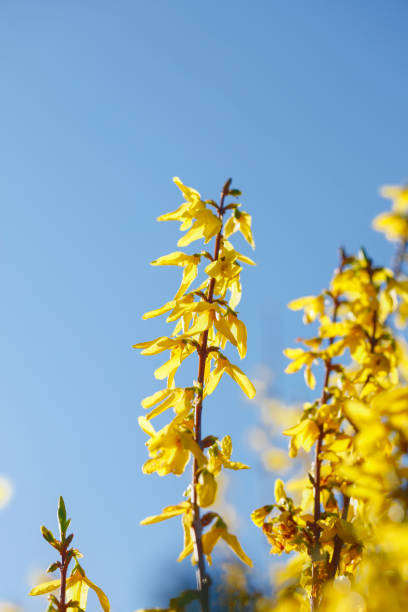 Standing for 'good nature, innocence and anticipation', the yellow flowering of forsythia bushes and hedges is one of spring's golden moments.