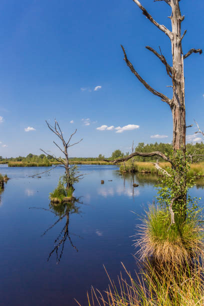 istock Dead trees in the moors of Dwingelderveld national park 1212978795