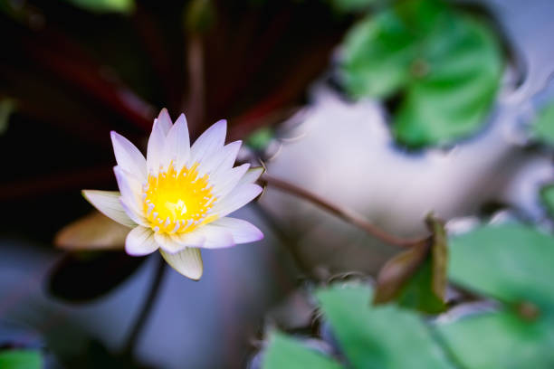 istock High angle view of white water lily 1212980712
