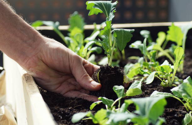 발코니에 올려진 침대에 콜라비와 무 와 같은 야채 묘목을 심기 - vegetable garden planting environment human hand 뉴스 사진 이미지