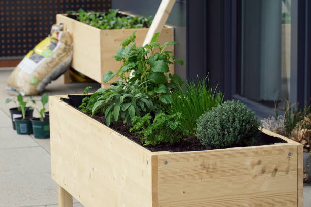 handmade herbal raised bed on a balcony parsley, sage, thyme, mint and chives grow in a wooden self built raised bed on a terrace flowerbed stock pictures, royalty-free photos & images