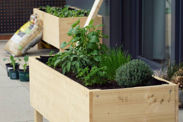 ręcznie robione ziołowe podniesione łóżko na balkonie - raised bed garden zdjęcia i obrazy z banku zdjęć