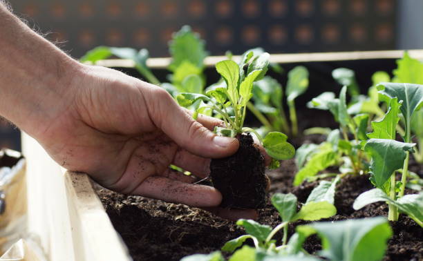 plantar plántulas vegetales como kohlrabi y rábanos en una cama elevada en un balcón - kohlrabi turnip cultivated vegetable fotografías e imágenes de stock