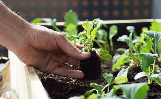 piantare piantine di verdure come kohlrabi e ravanelli in un letto rialzato su un balcone - kohlrabi turnip cultivated vegetable foto e immagini stock