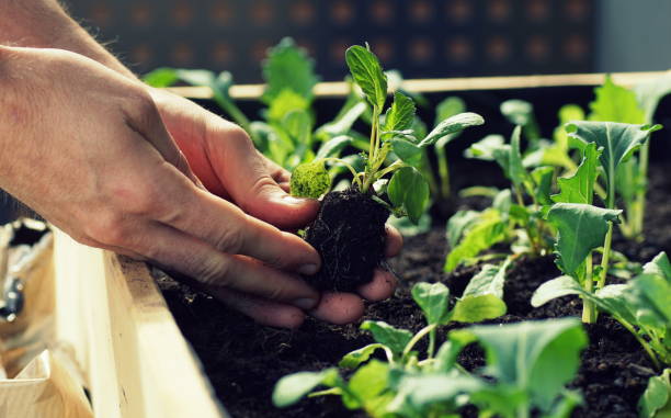 발코니에 올려진 침대에 콜라비와 무 와 같은 야채 묘목을 심기 - vegetable garden planting environment human hand 뉴스 사진 이미지