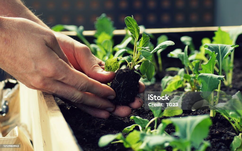 planting vegetable seedlings such as kohlrabi and radishes in a raised bed on a balcony Gardening in spring on my terrace, dirty hands holding a seedling, planting. Vegetable Garden Stock Photo