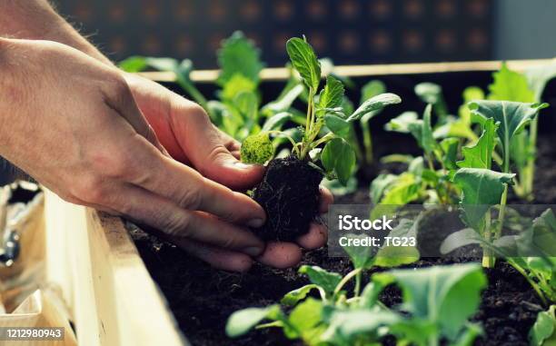 Planting Vegetable Seedlings Such As Kohlrabi And Radishes In A Raised Bed On A Balcony Stock Photo - Download Image Now