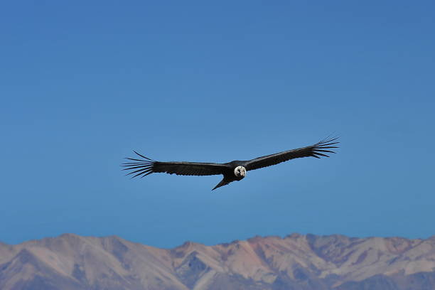 istock Condor flies over the mountains. Peru. 1212981028