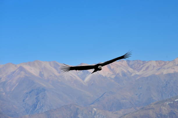 istock Condor flies over the mountains. Peru. 1212981084