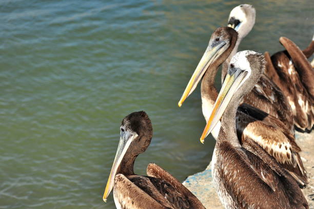 istock Pelicans on the Pacific Ocean in Peru. 1212981769