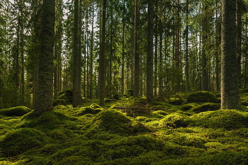 Beautiful view of an elvish fir and pine forest in Sweden, with a thick layer of green moss covering rocks on the forest floor and som sunlight shining through the branches