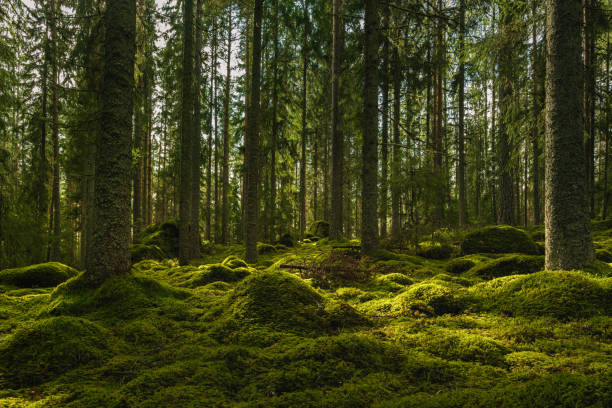 Beautiful green fir and pine forest in Sweden Beautiful view of an elvish fir and pine forest in Sweden, with a thick layer of green moss covering rocks on the forest floor and som sunlight shining through the branches forest floor stock pictures, royalty-free photos & images