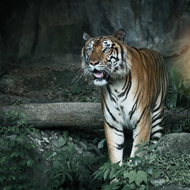 istock Photos of tiger naturally. 1212982812