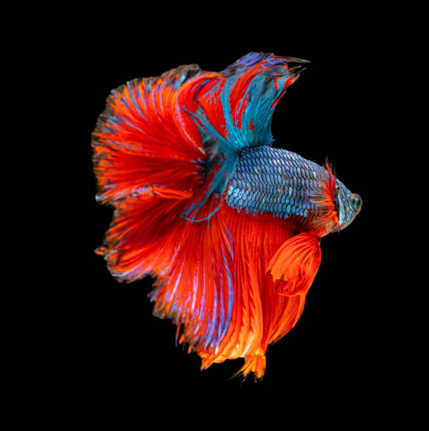 istock Beautiful betta splendens half moon siamese betta fish on black background. 1212984659