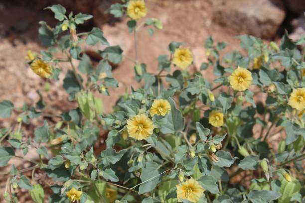 physalis crassifolia - 조슈아 트리 np - 030720 c - conquering adversity adversity plant desert 뉴스 사진 이미지