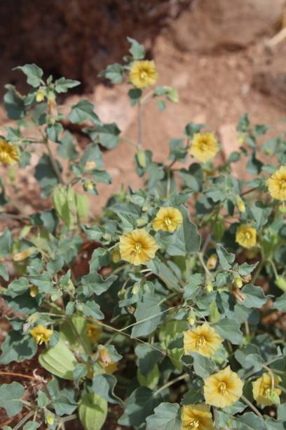 istock PHYSALIS CRASSIFOLIA - JOSHUA TREE NP - 030720 D 1212985438