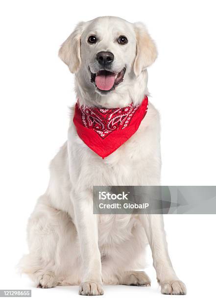 Photo libre de droit de Golden Retriever Avec Mouchoir Rouge Assis Fond Blanc banque d'images et plus d'images libres de droit de Chien