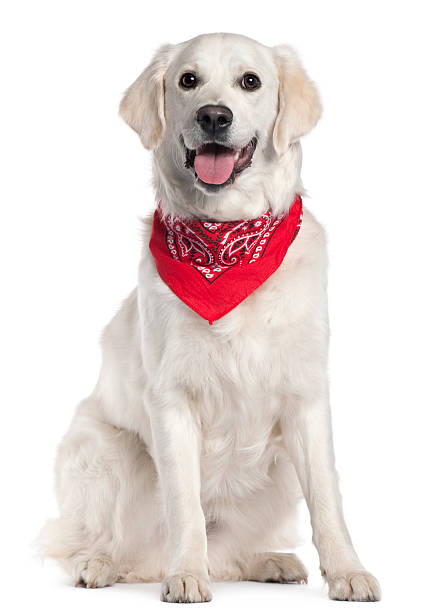 istock Golden Retriever wearing red handkerchief, sitting, white background. 121298655