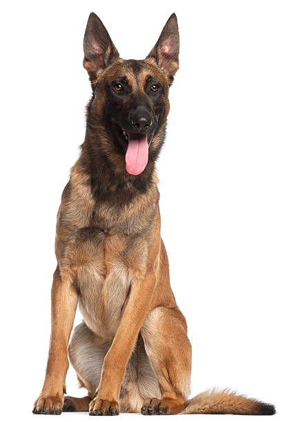 istock Belgian Shepherd Dog, twelve months old, sitting, white background. 121298656
