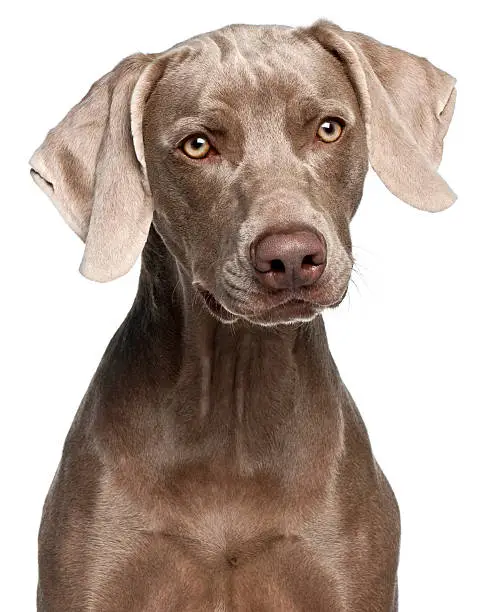 Close-up of Weimaraner, twelve months old, in front of white background.
