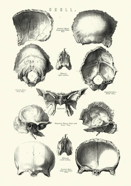 Anatomy, Bones of the human skull, 19th Century Vintage engraving of Anatomy, Bones of the human skull, 19th Century sphenoid bone stock illustrations