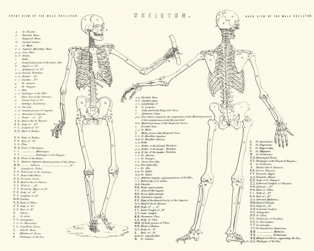 Anatomy, Diagram of the Human Skeleton, 19th Century Vintage engraving of Anatomy, Diagram of the Human Skeleton, 19th Century vintage medical diagrams stock illustrations