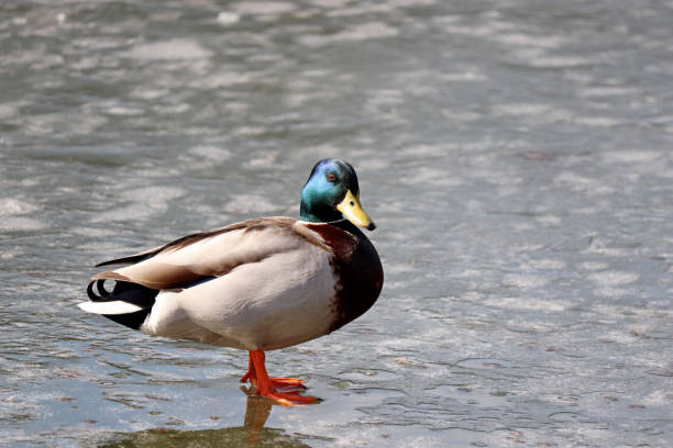 istock Mallard duck walking on melting ice 1212987863