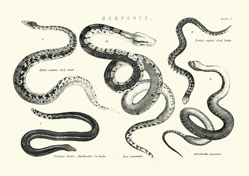 Vintage engraving of Snakes, Rock snake, Blackbacked Sea snake, Boa constrictor, Coral snake, Elephant trunk snake (Acrochordus javanicus)