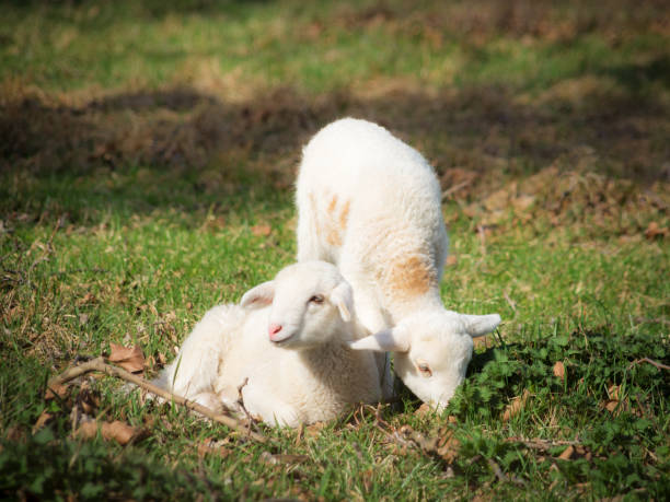 istock Two little sheeps in a meadow in spring 1212989002