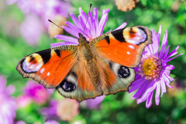 istock Orange butterfly on flower 1212989072