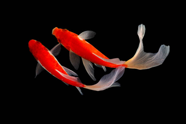istock Japan Koi fish Carp in Koi Pond 1212989750
