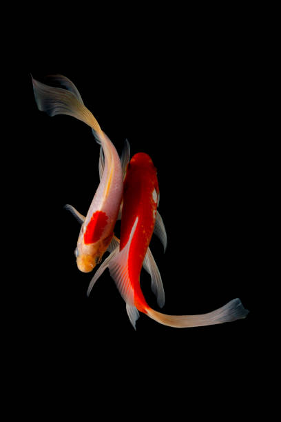 istock Japan Koi fish Carp in Koi Pond 1212989764