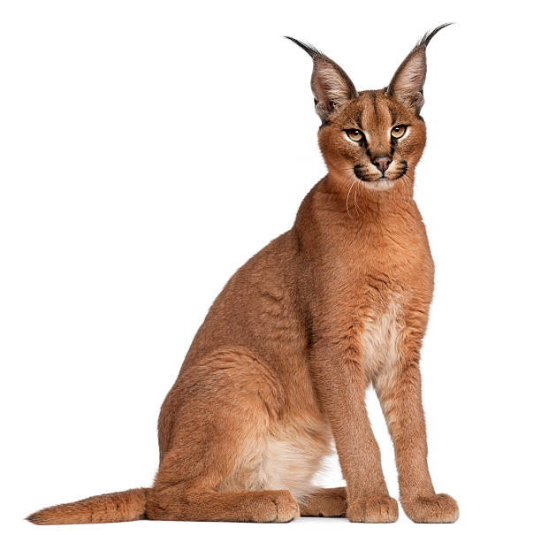 Side view of a Caracal, six months old, white background.  caracal stock pictures, royalty-free photos & images