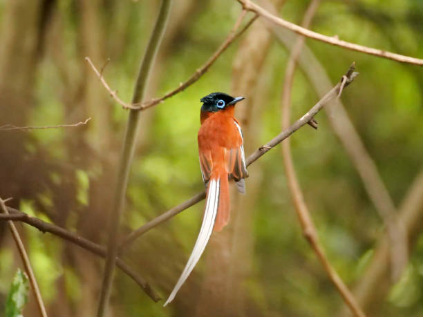 Madagascar Paradise Flycatcher male a Flycatcher sits in a tree calling in south central Madagascar eutrichomyias rowleyi stock pictures, royalty-free photos & images