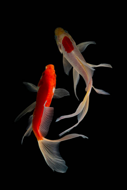 istock Japan Koi fish Carp in Koi Pond 1212990022