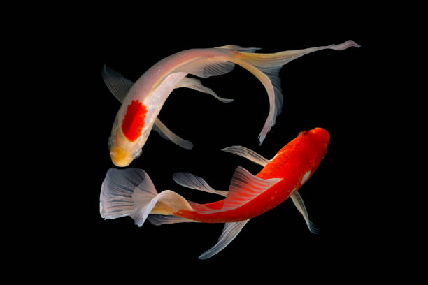 istock Japan Koi fish Carp in Koi Pond 1212990038
