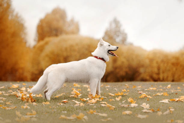 white swiss shepherd dog standing outdoors in autumn