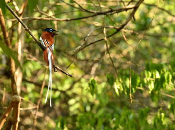 Madagascar Paradise Flycatcher male a Flycatcher sits in a tree calling in south central Madagascar eutrichomyias rowleyi stock pictures, royalty-free photos & images