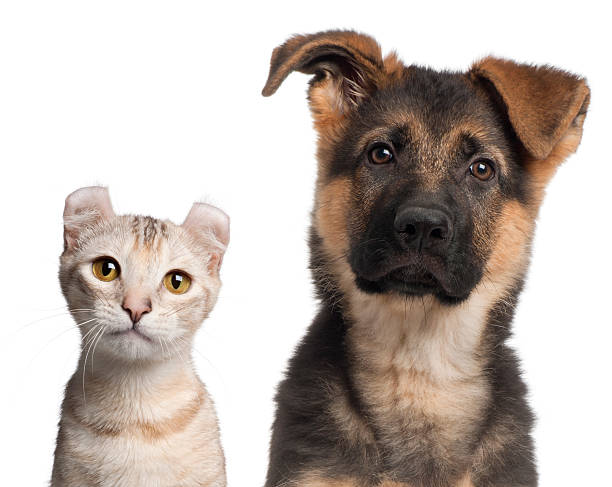 istock German Shepherd puppy, and a American Curl kitten, white background. 121299044