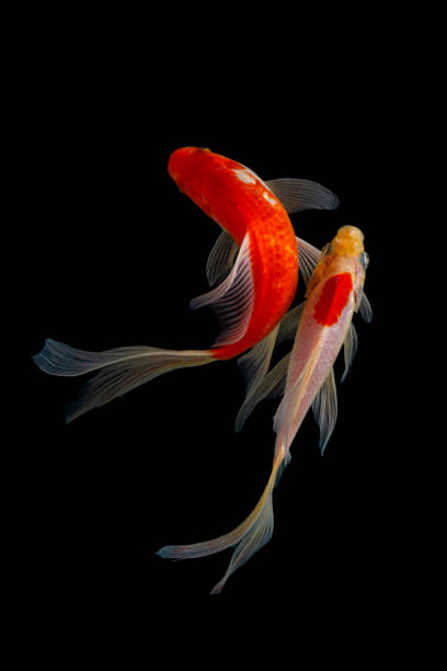 istock Japan Koi fish Carp in Koi Pond 1212990507