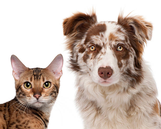 istock Red Merle Border Collie, and a Bengal cat, white background. 121299056