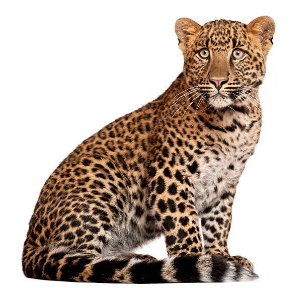 istock Leopard, Panthera pardus, six months old, sitting, white background. 121299065