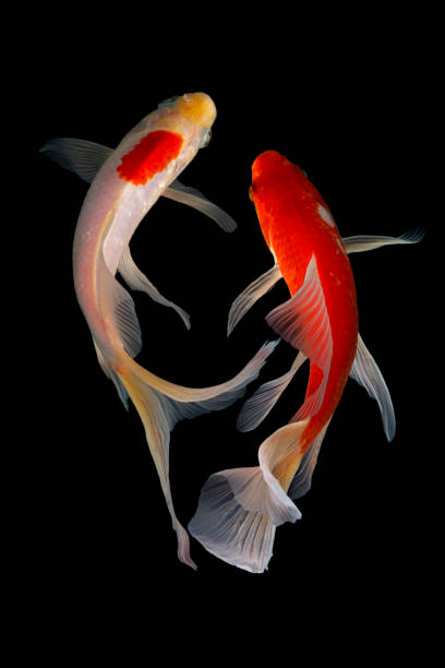 istock Japan Koi fish Carp in Koi Pond 1212990816