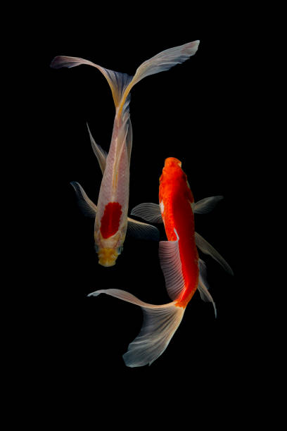 istock Japan Koi fish Carp in Koi Pond 1212990956