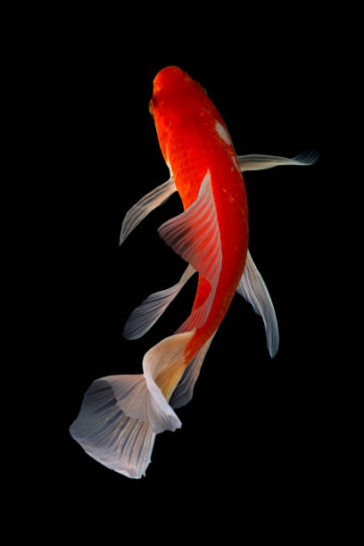 istock Japan Koi fish Carp in Koi Pond 1212991426