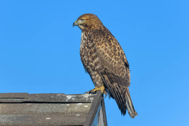 istock Red-tailed Hawk - A close-up side view of a red-tailed hawk perching on a ridge end of a residential house roof. 1212992070